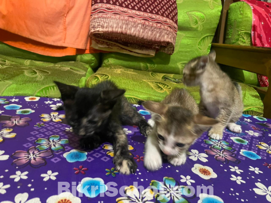 দেশি বিড়াল